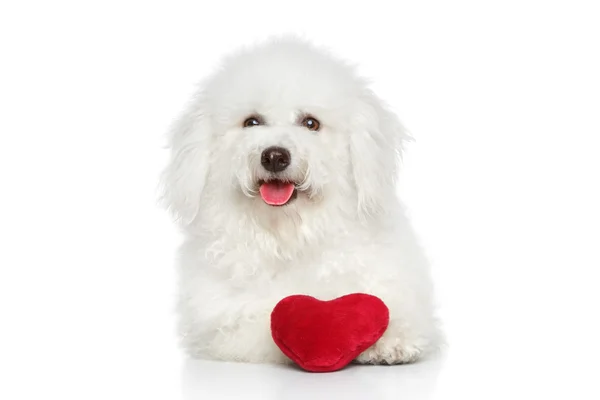 Bichon frise hund med valentine röd hjärta — Stockfoto