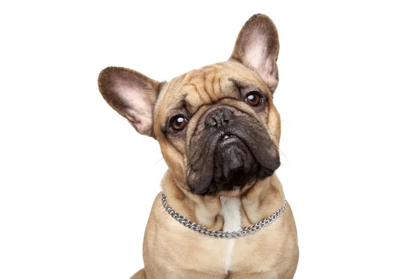 Francês bulldog close-up retrato — Fotografia de Stock