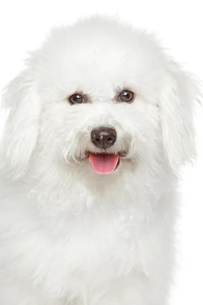 Bichon frise 개 초상화 — 스톡 사진