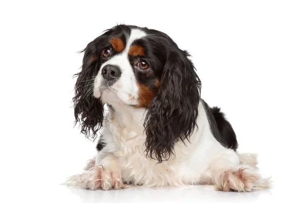 Rei Charles Spaniel retrato do cão — Fotografia de Stock