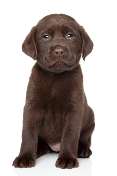 Retrato cachorro Chocolate Labrador —  Fotos de Stock