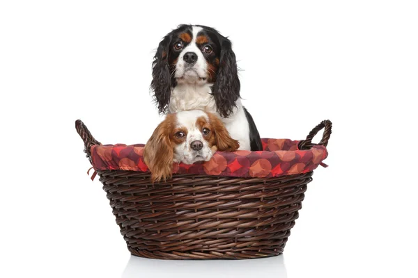 Cavaleiro Rei Charles spaniels em cesta de vime — Fotografia de Stock