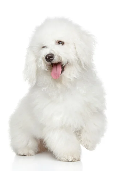 Retrato de cão Bichon-Frise — Fotografia de Stock