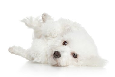 oturan bichon frise köpek