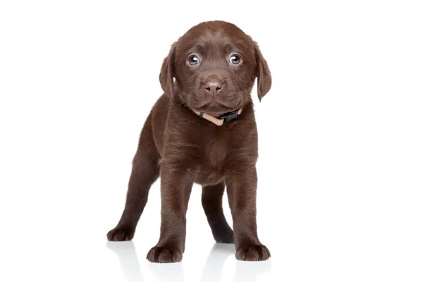 Funny Labrador puppy — Stock Photo, Image