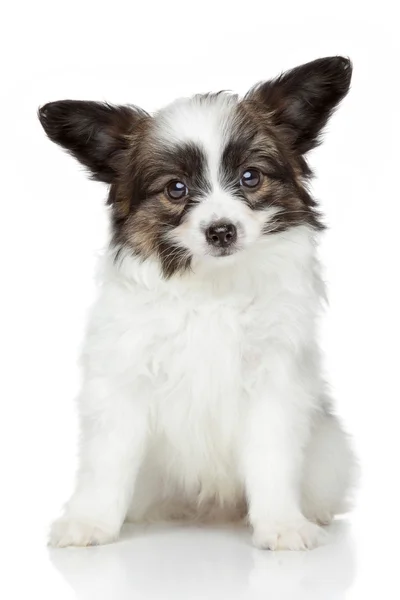 Papillon (continental toy spaniel) puppy — Stock Photo, Image