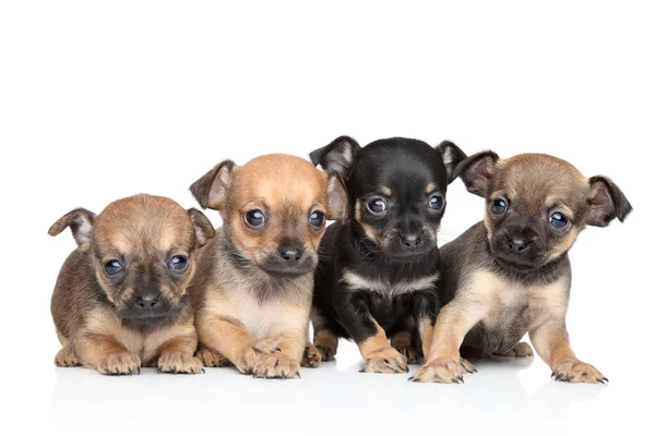 Grupp av toy terrier valpar — Stockfoto