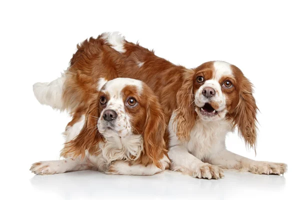 King Charles spaniel puppies — Stok fotoğraf