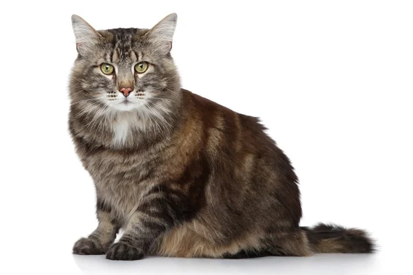 Maine Coon Katze auf weißem Hintergrund — Stockfoto