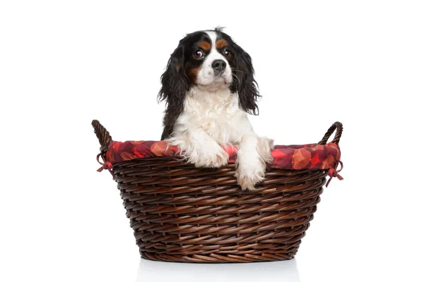 Cavalier King Charles spaniel in basket — Stock Photo, Image