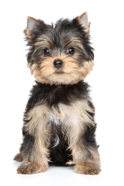 Yorkshire terrier yavrusu — Stok fotoğraf