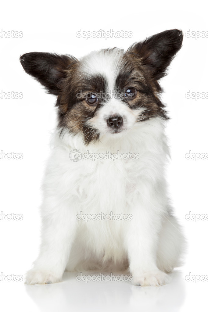Papillon Continental Toy Spaniel Puppy Stock Photo By C Fotojagodka Papillon Continental Toy Spaniel Puppy Stock Photo By C Fotojagodka