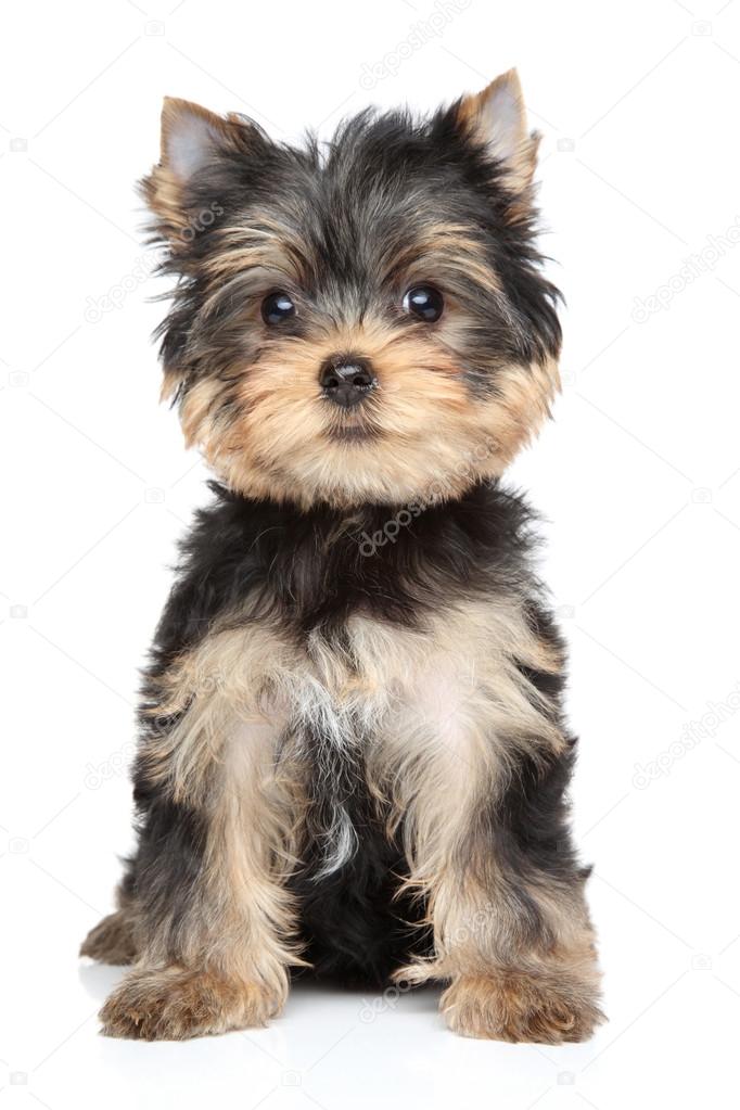 Yorkshire terrier puppy