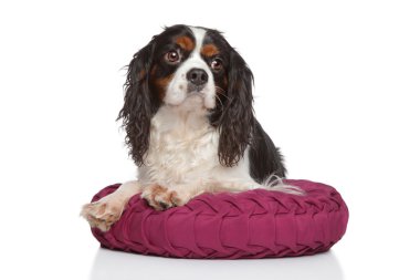 Şövalye Kral Charles Spaniel