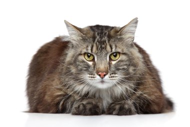 Maine coon beyaz zemin üzerine