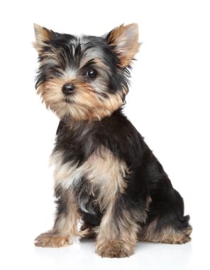 Yorkshire terrier yavrusu