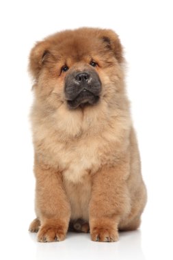 Brown Chow chow puppy clipart