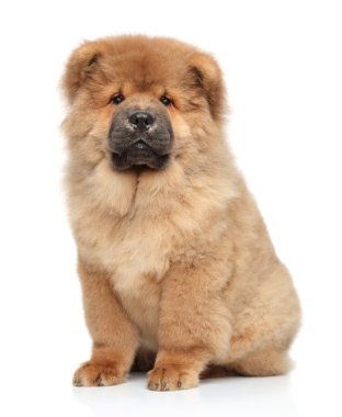 Chow-chow puppy clipart
