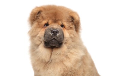 Chow chow yavrusu yakın çekim portre