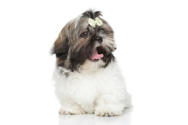 ShihTzu puppy yawn