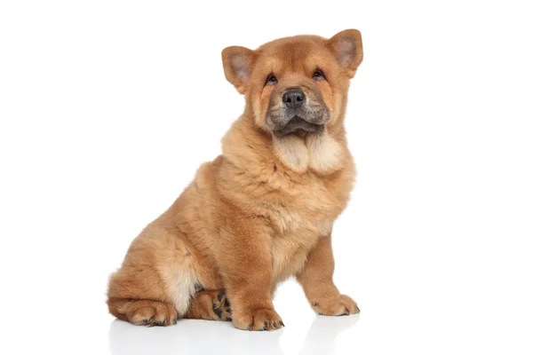 Chow chow puppy portrait — Stock Photo, Image
