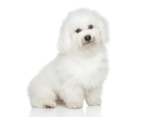 Bichon frise cane — Foto Stock