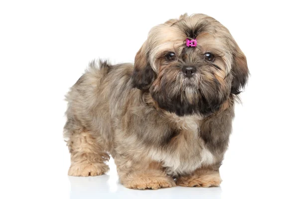 Shih tzu porträtt på vit bakgrund — Stockfoto