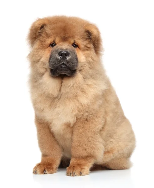 Chow-chow cachorro — Fotografia de Stock