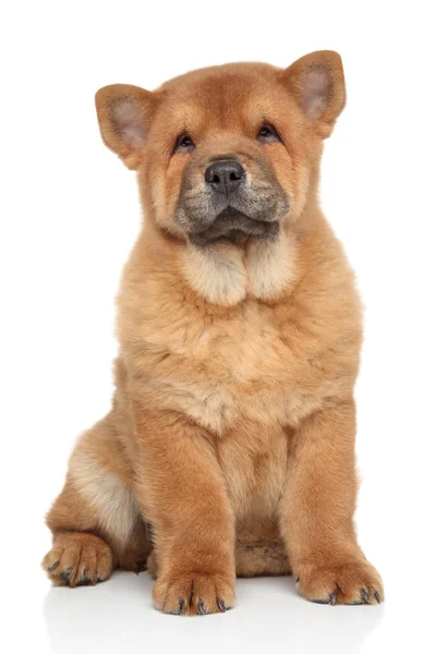 Cãozinho de comida Brown Chow — Fotografia de Stock