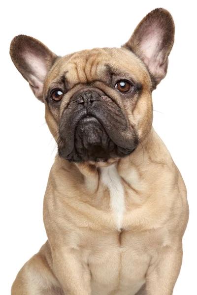 French bulldog portrait — Stock Photo, Image