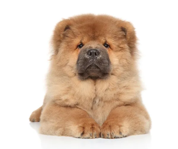 Chow-chow cachorro em um fundo branco — Fotografia de Stock