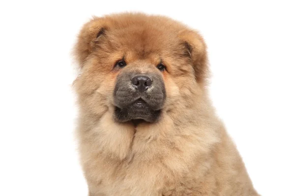 Chow Chow Images Libres De Droit Photos De Chow Chow Depositphotos