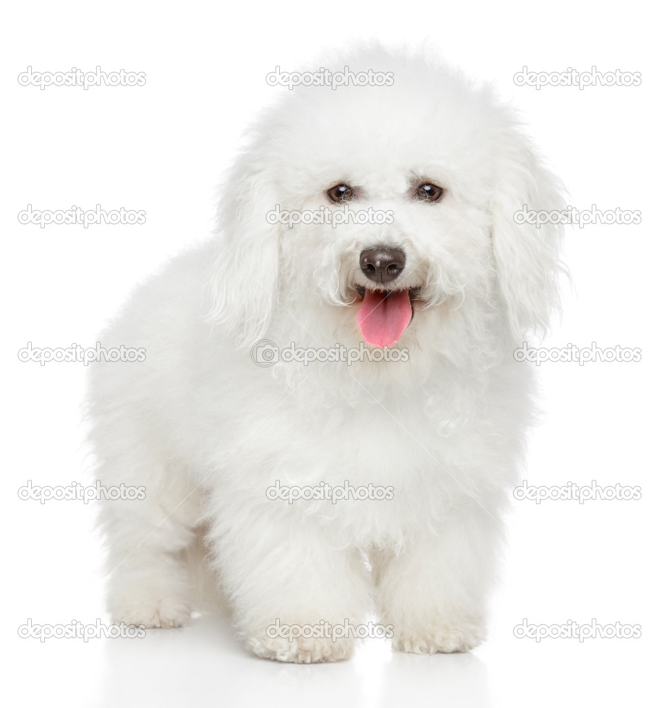 Bichon Frise dog portrait