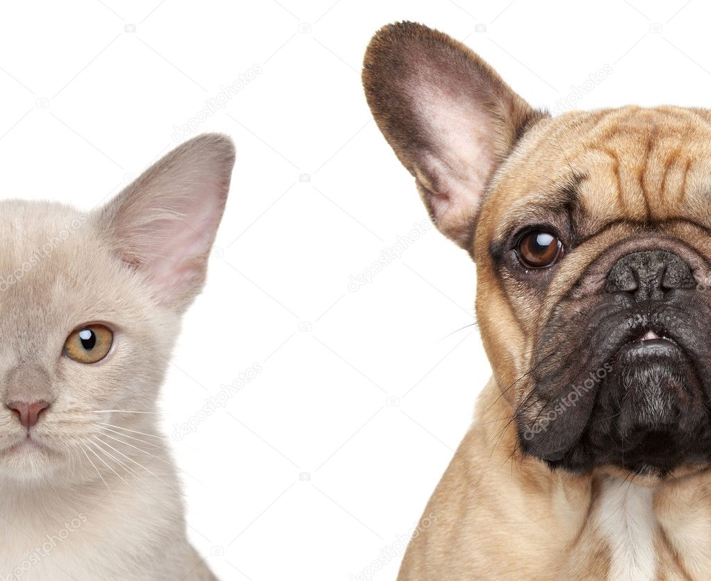 Cat and Dog, half of muzzle close-up portrait