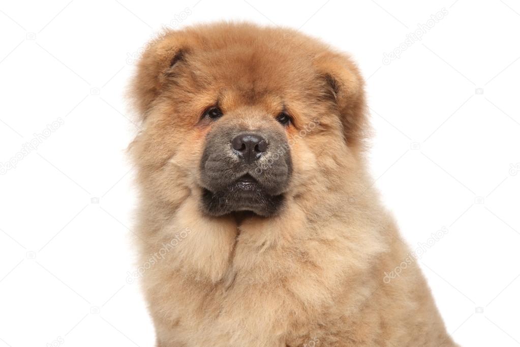 Chow chow Stock Royalty Free Chow Images | Depositphotos
