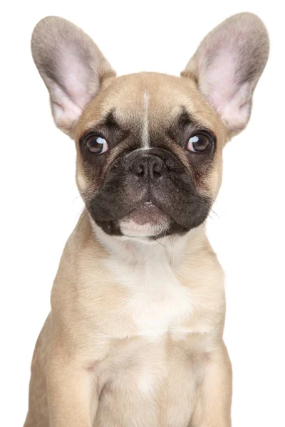 Francês bulldog filhote de cachorro close-up retrato — Fotografia de Stock