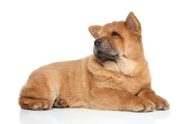 Cãozinho de comida Brown Chow — Fotografia de Stock