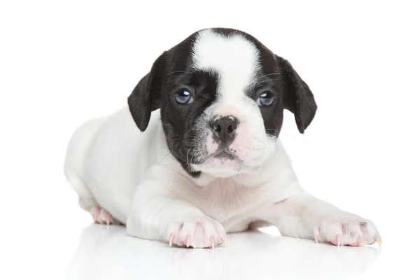 Bulldog francés cachorro (1 mes ) — Foto de Stock