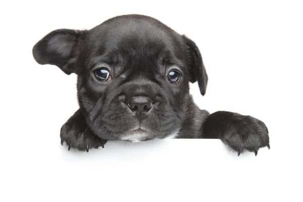 Filhote de cachorro buldogue francês acima da bandeira branca — Fotografia de Stock