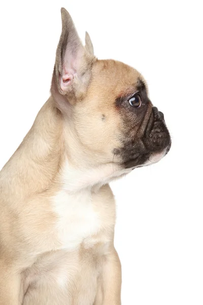 Profilo di French Bulldog — Foto Stock