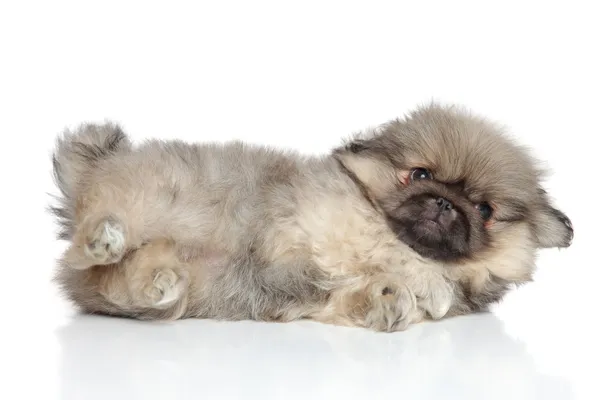Pechinese cucciolo riposo — Foto Stock