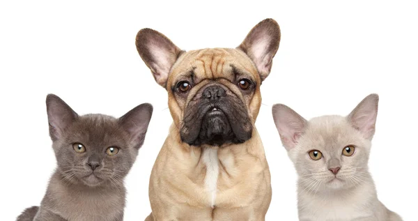 Franse bulldog en twee kittens — Stockfoto