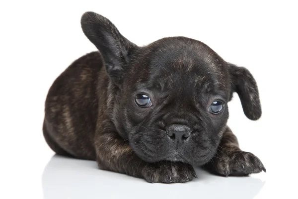 Cachorrinho de bulldog francês — Fotografia de Stock