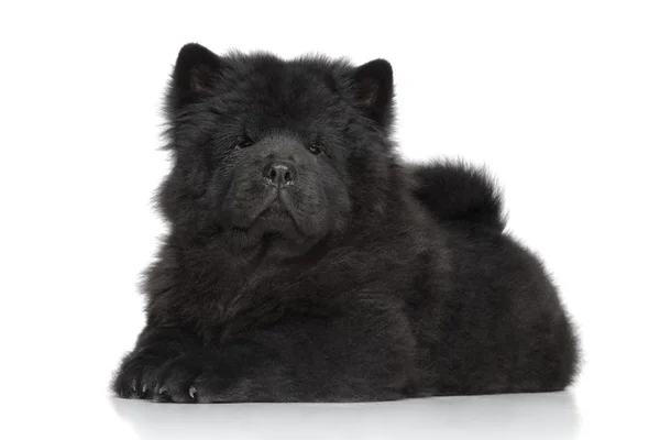 Black Chow-chow long-haired puppy — Stock Photo, Image