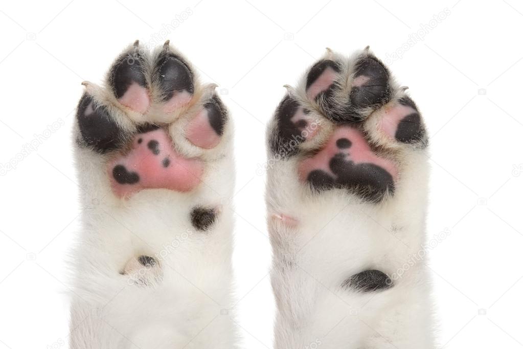 Dog paws