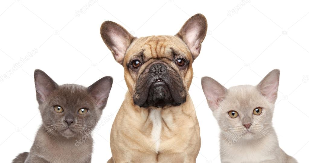 French bulldog and two kittens