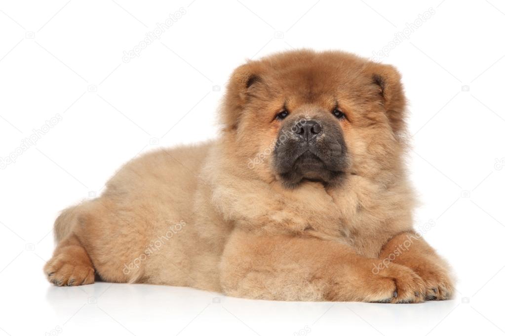 Chow chow puppy lying on white background
