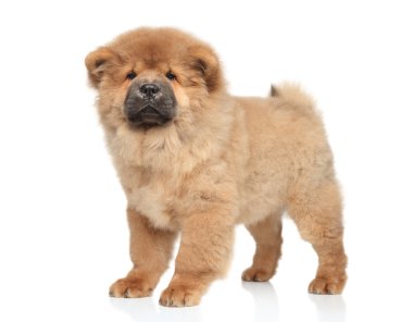 Chow chow köpek