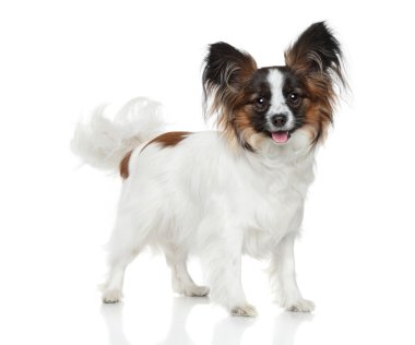 Papillon köpek (kıta oyuncak İspanyol)