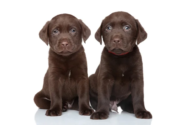 Labrador-Welpen aus Schokolade — Stockfoto